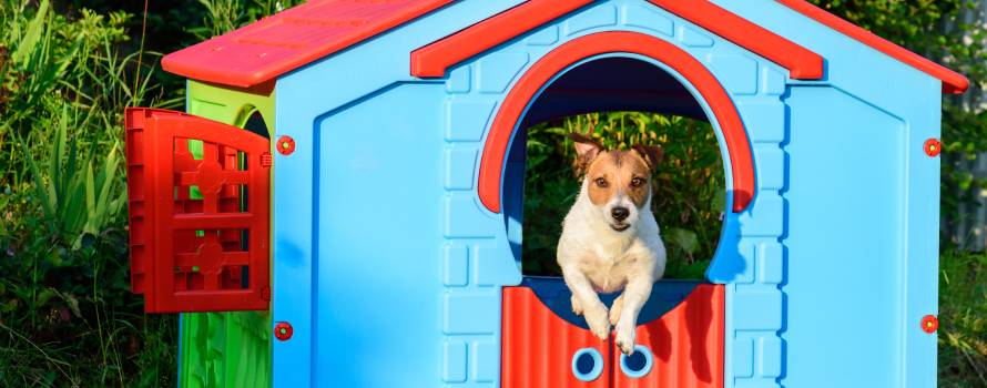 lavare la cuccia di cane con acqua ozonizzata